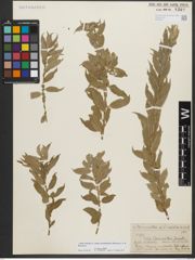 Foto von Salix triandra subsp. bornmuelleri (Hausskn.) A. K. Skvortsov